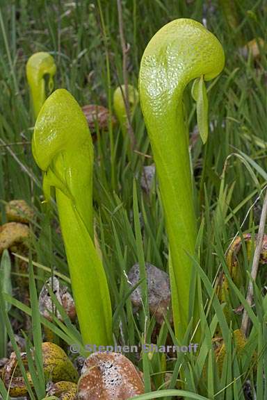 darlingtonia californica 8 graphic